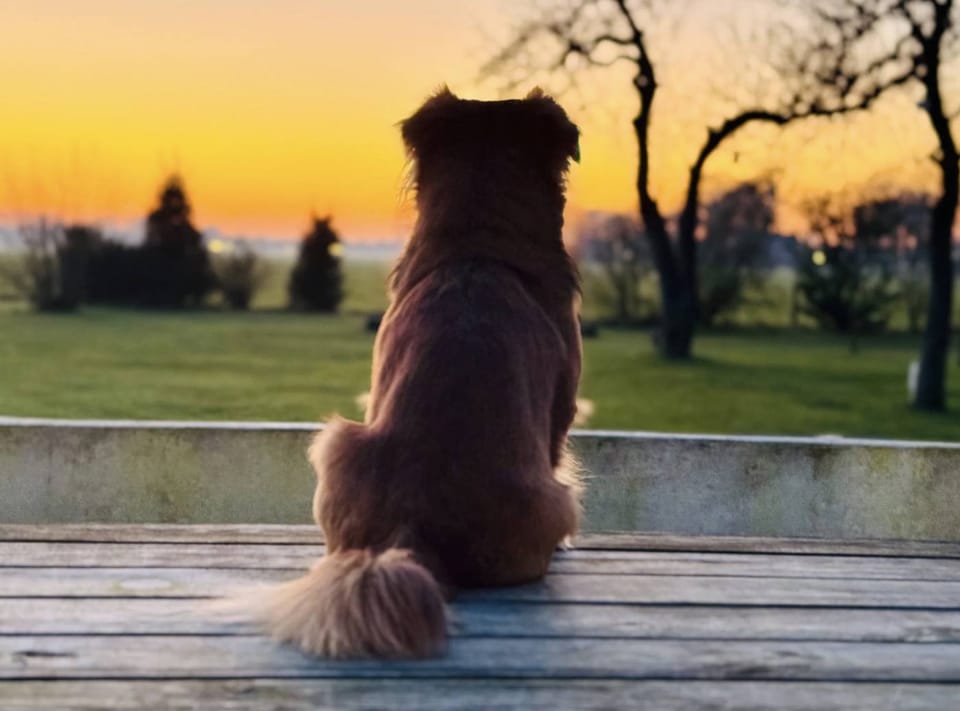 Hond kijkt uit over het veld bij zonsondergang